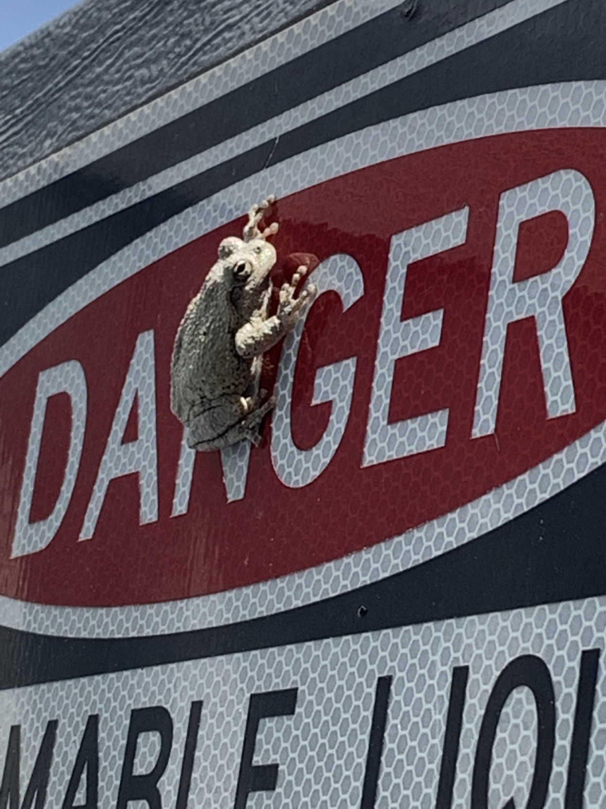 Frogging around